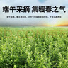 同仁堂北京同仁堂艾草捶养生锤肩颈按摩敲打捶背经络疏通黄色33cm1个/袋 实拍图