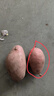 【真便宜】云南红皮土豆高原黄心土豆马铃薯红皮黄心洋芋减脂蔬菜 净重5斤大果 【单果150g+】 实拍图
