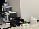 疯狂的主人猫草盆栽无土水培种植套装小麦种子天然猫草猫咪零食化毛去毛球 实拍图