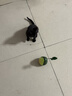 HELLOJOY猫玩具自嗨解闷逗猫棒不倒翁漏食球猫薄荷宠物猫玩的猫咪用品大全 实拍图