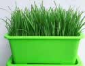 新韭菜根香韭菜农家传统小细叶韭菜根四季绿植盆栽庭院种植易成活 农家小叶韭菜 韭菜根500颗送种植说明 实拍图