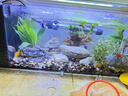 LED全光鱼缸灯同款水族箱鱼缸照明灯架水草灯增艳发色灯神灯节能 9瓦蓝白光38cm（适合40-50cm鱼缸） 四排灯珠 实拍图