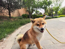 麦富迪狗粮 无谷牛肉双拼狗粮成犬 小型犬中大型犬通用10kg/20斤 实拍图
