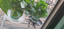 京东绿植绿萝盆栽除甲醛花卉绿植办公室新房净化空气180加仑2盆装源头直 实拍图