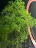 潘婷氨基酸洗发水丝质顺滑750G洗发水洗头膏男女通用 实拍图