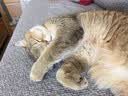 欢宠网静电除毛手套猫毛清理器宠物狗毛吸附粘毛器除毛刷毛去毛刮毛神器 实拍图