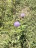 秋田满满 高钙高铁DHA海苔碎114g 拌饭料_享婴儿宝宝儿童辅食食谱 实拍图