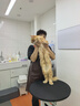 皇家幼猫猫粮 幼猫奶糕 K36 通用粮 4-12月 2KG 实拍图