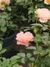 笛莎（DEESHA）【7A抑菌棉】女童春夏短袖五分裤家居服套装宝宝两件套睡衣 实拍图