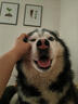伯纳天纯狗粮中大型犬全价成年犬粮17kg羊肉蔓越莓味囤货装 实拍图