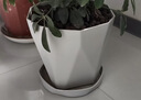 寿禾 花盆大号带托盘树脂塑料绿植种植盆 木里盆大号-浅灰 实拍图