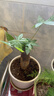 发财树盆栽大植物室内办公室桌面客厅小盆景招财树苗绿植花卉盆栽 小单杆发财树 2-3cm【原盆】 【送肥料】 实拍图