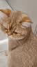 灵宠物语猫玩具猫项圈可调节大小猫咪外出逗猫牵引绳逗猫猫宠物用品 实拍图