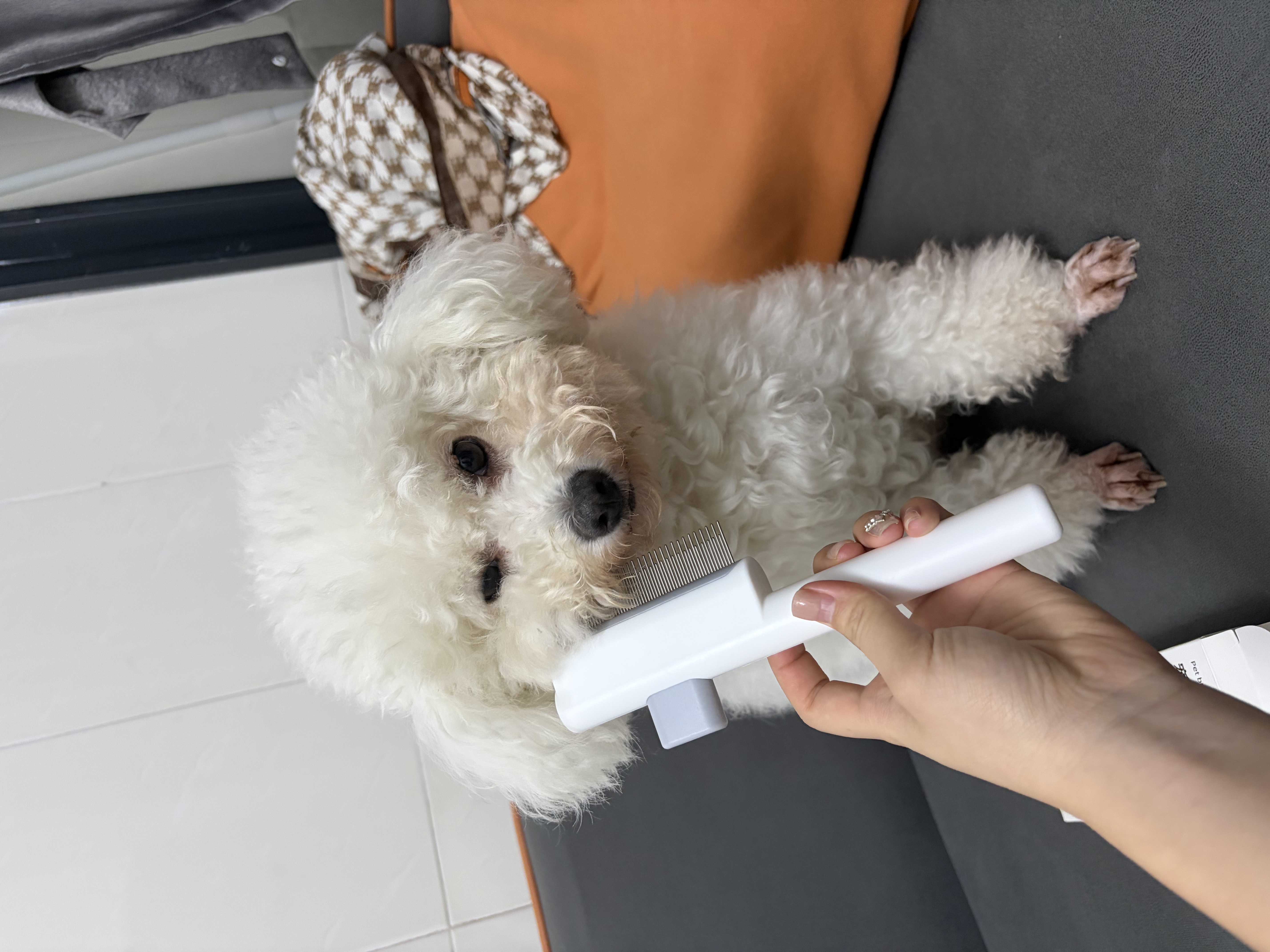 HELLOJOY猫梳子狗毛梳子宠物排梳密齿梳猫咪跳蚤梳直排狗狗专用钢梳去虱子 实拍图