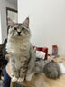帕特 主食冻干猫粮猫零食全价生骨肉冻干幼猫成猫全期 鸡肉冻干200g 实拍图