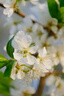 适马（SIGMA）16-300mm f3.5-6.7 DC OS ｜Contemporary 半画幅 远摄变焦镜头 旅游风光人像（富士X卡口） 实拍图