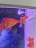 森森（SUNSUN）大型鱼缸底过滤水族箱客厅家用落地玻璃生态金鱼缸 超白款升级底滤 0.8米长35cm宽（黑白灰可选） 实拍图