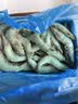 鲜京采野生海捕对虾 净重3斤/盒 30-45只/盒 实拍图