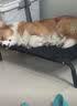 宠物镇定剂宠物睡眠药快速睡觉镇定剂猫咪狗狗乱叫克星防猫狗宠物乱叫宠物情绪舒缓稳定剂喷雾 一瓶装【猫狗睡眠片】 实拍图