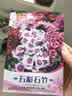 【亏本冲量】混色多年生五彩石竹种子四季盆栽室外花卉开花庭院 五彩石竹花种子/包约1000粒 一包 实拍图