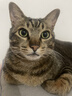 伟嘉猫粮成猫夹心粮 全价粮吞拿鱼1.3kg布偶蓝猫橘猫加菲英短猫咪 实拍图