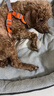 冠能狗粮成犬小型犬狗粮7kg 挑食美毛亮眼 全价狗粮  实拍图