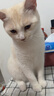 皇家成猫猫粮 营养均衡 F32 通用粮 1-7岁 2KG 实拍图