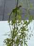 美素佳儿（Friso）皇家幼儿配方奶粉 3段（1-3岁幼儿适用）800g 乳铁蛋白 (新国标) 实拍图