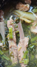 鲜京采澳洲精选原切羊肋排（偏瘦）净重 2斤/袋 草饲羊肉 京东自有品牌 实拍图