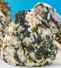比比赞（BIBIZAN）高钙拌饭海苔肉松味400g罐装芝麻紫菜碎休闲零食儿童拌饭营养下饭 实拍图