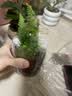 八芽趣味鲜活苔藓微型景观创意室内桌面生态绿植盆栽盆景懒人好养植物 山野人家 带玻璃杯 实拍图