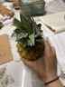广东徐闻香水菠萝新鲜水果生鲜热带孕妇水果整箱包邮 【限时低价】1个装  净重650g起 实拍图