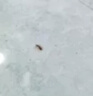 初蔓蟑螂药特效强力全窝端虫卵双杀日本灭除蟑螂神器呋虫胺蟑螂诱饵盒 【连环灭杀】呋虫胺蟑螂药*12枚 东来超市热销同款蟑螂药TOP榜 实拍图