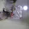 憨憨乐园猫玩具逗猫棒幼小猫猫咪磨牙玩耍耐咬互动自嗨玩具神器宠物用品 实拍图