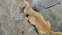 LEGENDSANDY蓝氏全价猫粮生鲜高能系列成猫幼猫 试用 试吃 猎鸟乳鸽 50g*5 实拍图