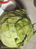 高原夏菜新鲜包菜卷心菜绿甘南菜甘蓝圆白菜时令蔬菜健康营养早餐 3斤净重农家好菜 实拍图