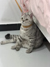 皇家幼猫猫粮 幼猫专用 K36 通用粮 4-12月 400g 实拍图