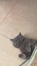 领先成猫尝鲜礼包主食级烘焙猫粮猫条餐盒汤包（新老款随机发货） 实拍图