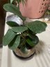 八芽盆栽小盼菩提树植物室内禅意盆景办公室桌面好养绿植源头直发包邮 莲花盆菩提（含紫砂托盘） 实拍图