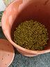 甘泉村食品级紫砂豆芽罐全自动家用豆芽机生豆芽发芽神器土陶罐四季可用 小款土陶豆芽罐（发2斤豆芽） 实拍图