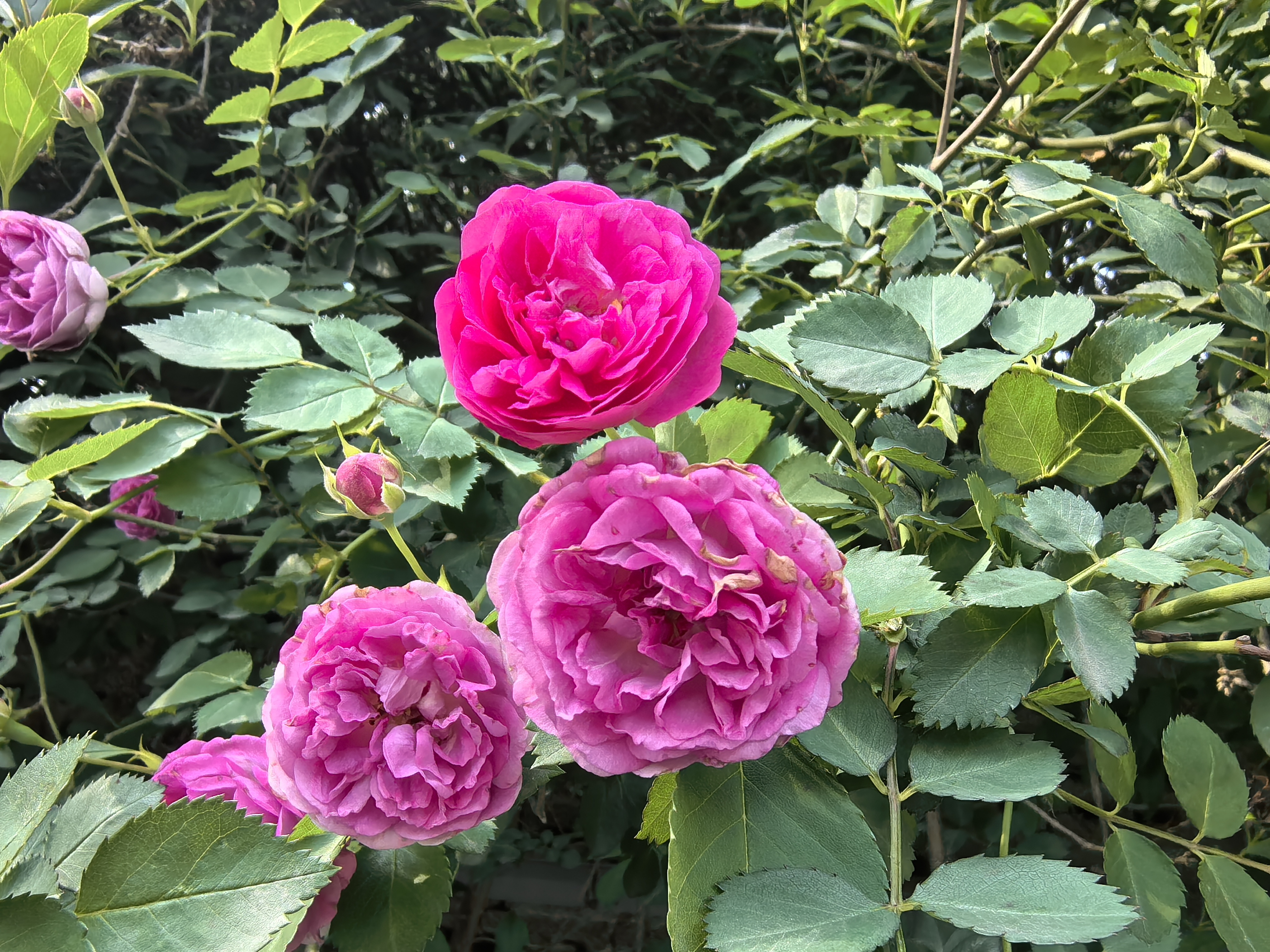 davebella戴维贝拉儿童童装夏季女童套装夏款田园风女宝宝清新文艺小清新两件套DBM14178草莓印花100cm 实拍图