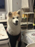 麦富迪狗狗零食 奢华营养鸭肉干400g成幼犬磨牙训练奖励解馋宠物零食 实拍图