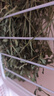 喜帅烘干紫花苜蓿草 幼兔兔粮牧草干草龙猫荷兰猪磨牙饲料净重750g 实拍图