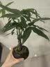 叹为观止大型植物发财树各种大颗盆栽开业乔迁客厅办公室内好养大型花卉 造型鸭脚木【1.4-1.6米】 含盆 实拍图