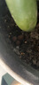 品胜苹果数据线快充充电线2米加长适用iPhone14ProMax/13/12/XR/11/8手机ipad平板USB充电器线车载编织 实拍图