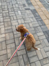 蓝枸狗粮40斤装牛肉味双拼金毛萨摩耶马犬中大型专用成犬幼犬粮 实拍图