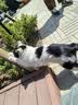 BNBNO猫梳子猫毛清理器宠物喷雾猫毛梳毛刷猫咪蒸汽按摩梳去浮毛免洗澡 实拍图
