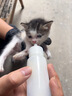 萌宠之星零乳糖奶粉猫咪零乳糖羊奶粉狗羊奶粉0乳糖犬猫全阶段羊奶粉 实拍图
