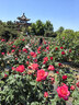 墨斗鱼通用型营养土6L 家用种菜绿植盆栽肥料多肉养花泥炭椰糠种植土壤 实拍图