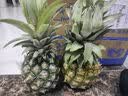 广东湛江徐闻菠萝 香水菠萝 热带水果 2个 净重2.6-2.8斤 单果1.3斤起 实拍图